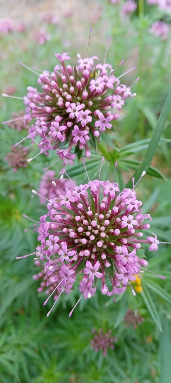 Phuopsis stylosa flower