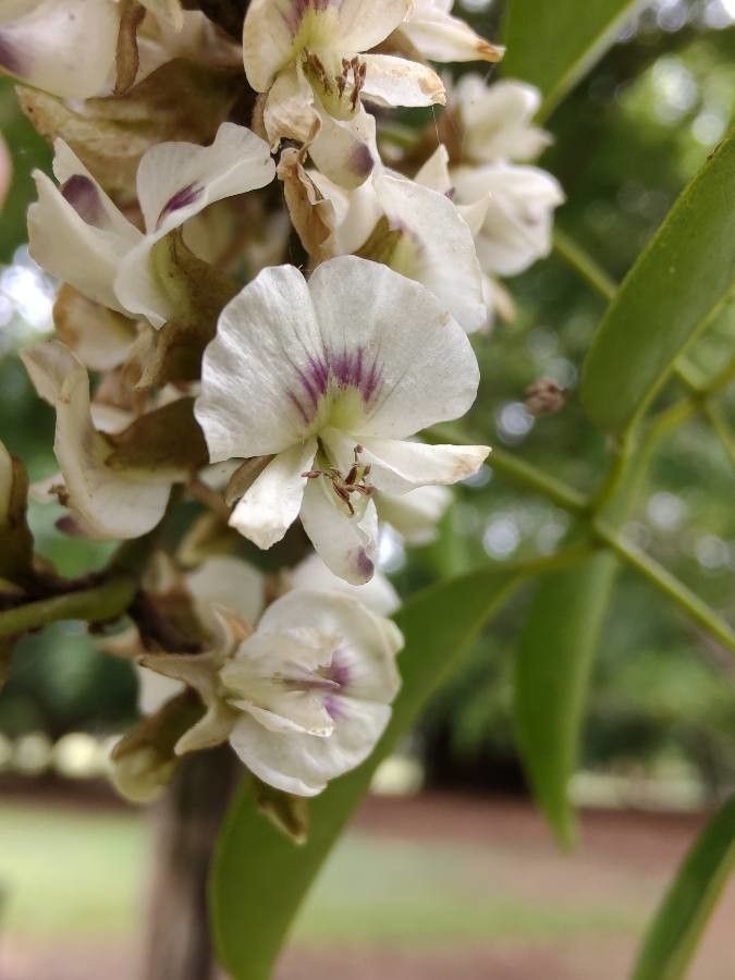 Poecilanthe parviflora flower