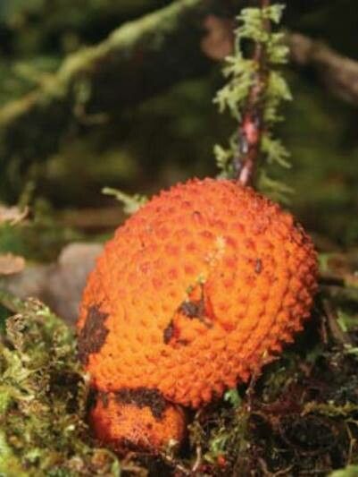 Momordica cochinchinensis flower