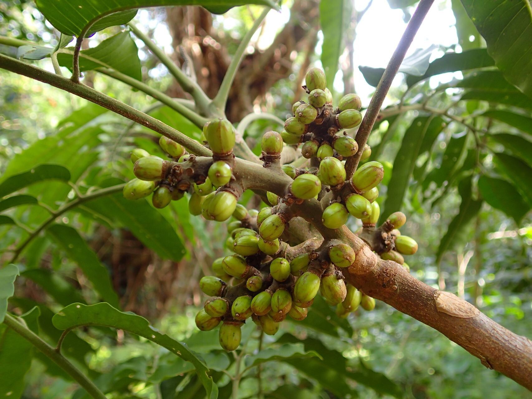 Didymocheton pachypodus fruit