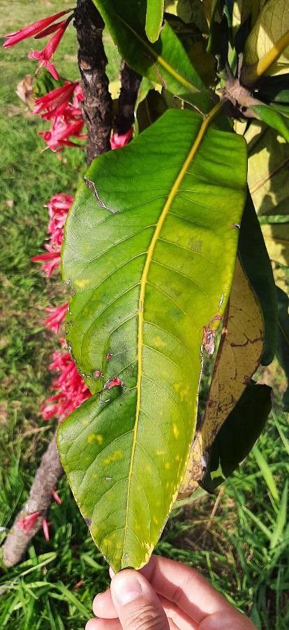 Ixora margaretae — houseplant care guide