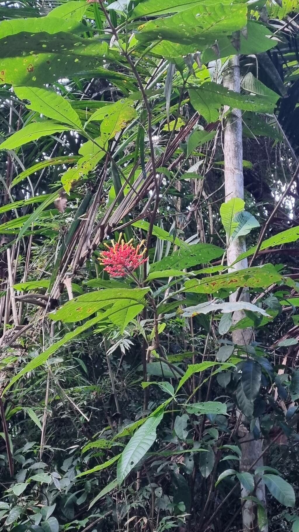 Isertia haenkeana flower