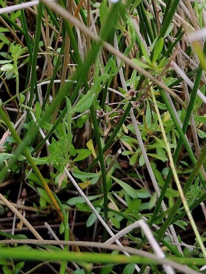 Samolus repens — related species from the same genus