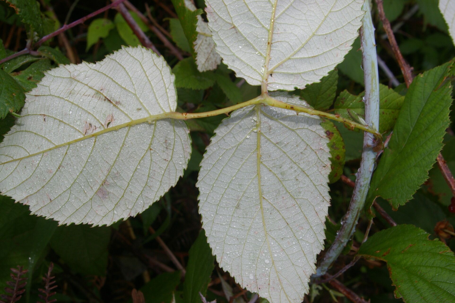 Rubus glaucus — search result for 'Castilla'