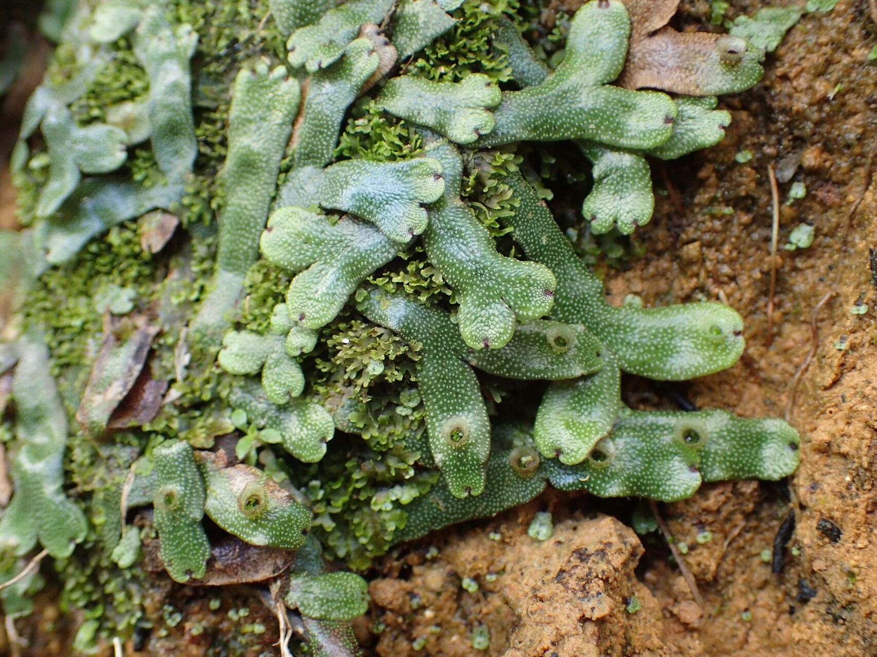 Marchantia inflexa — related species from the same genus