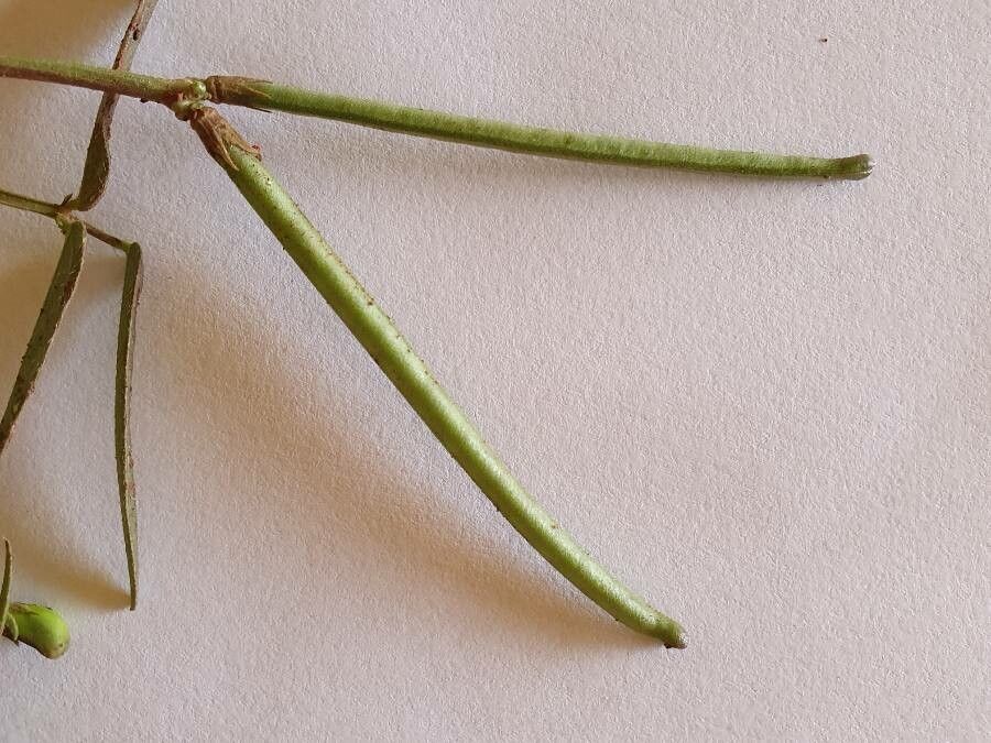 Vigna friesiorum fruit