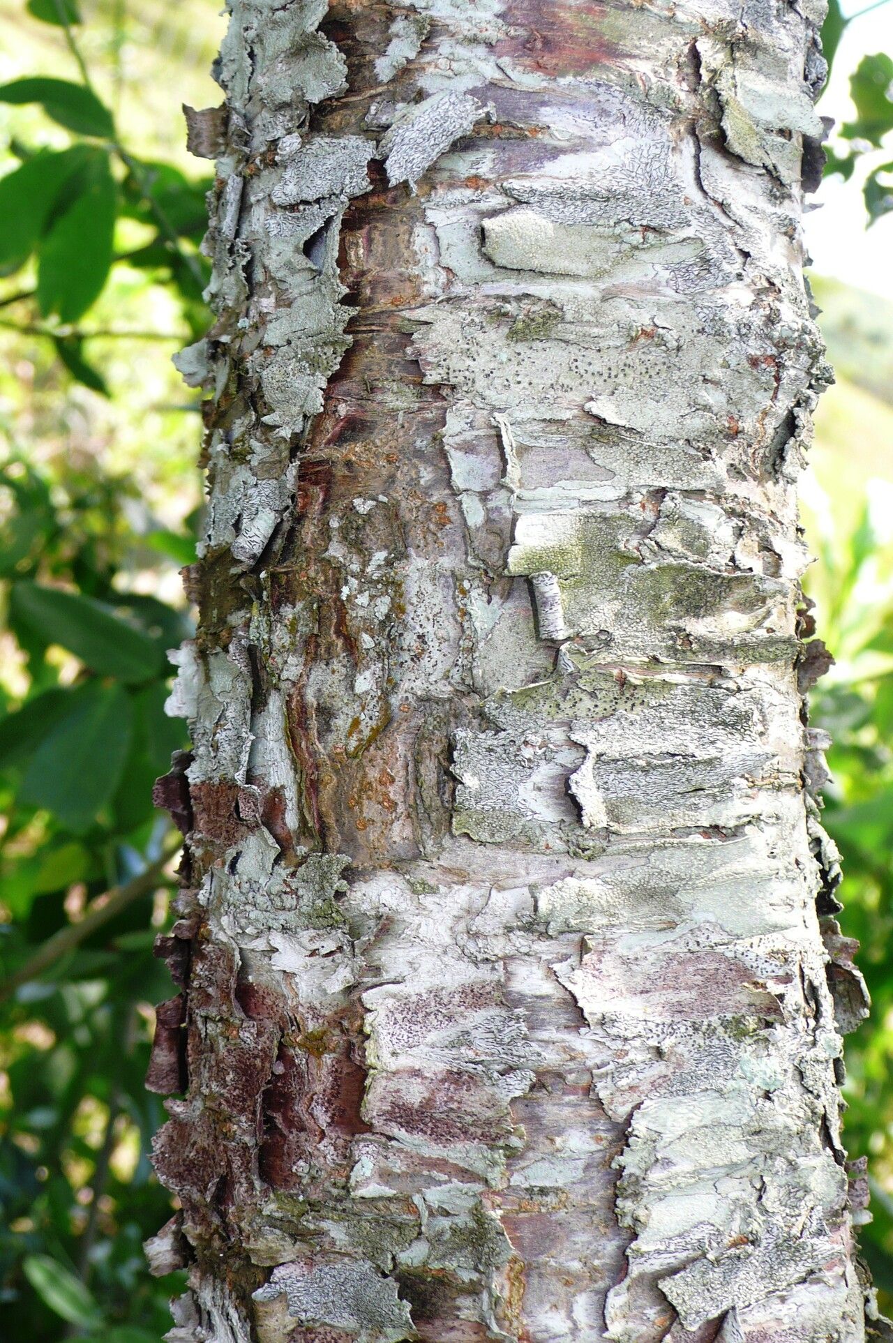 Manihot glaziovii bark