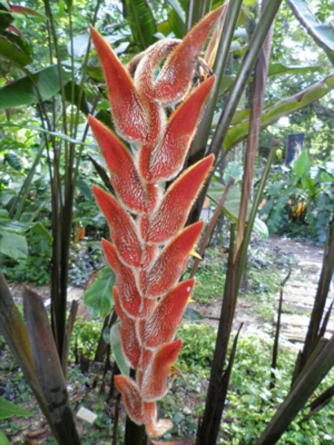 Heliconia mutisiana — search result for 'Heliconia'