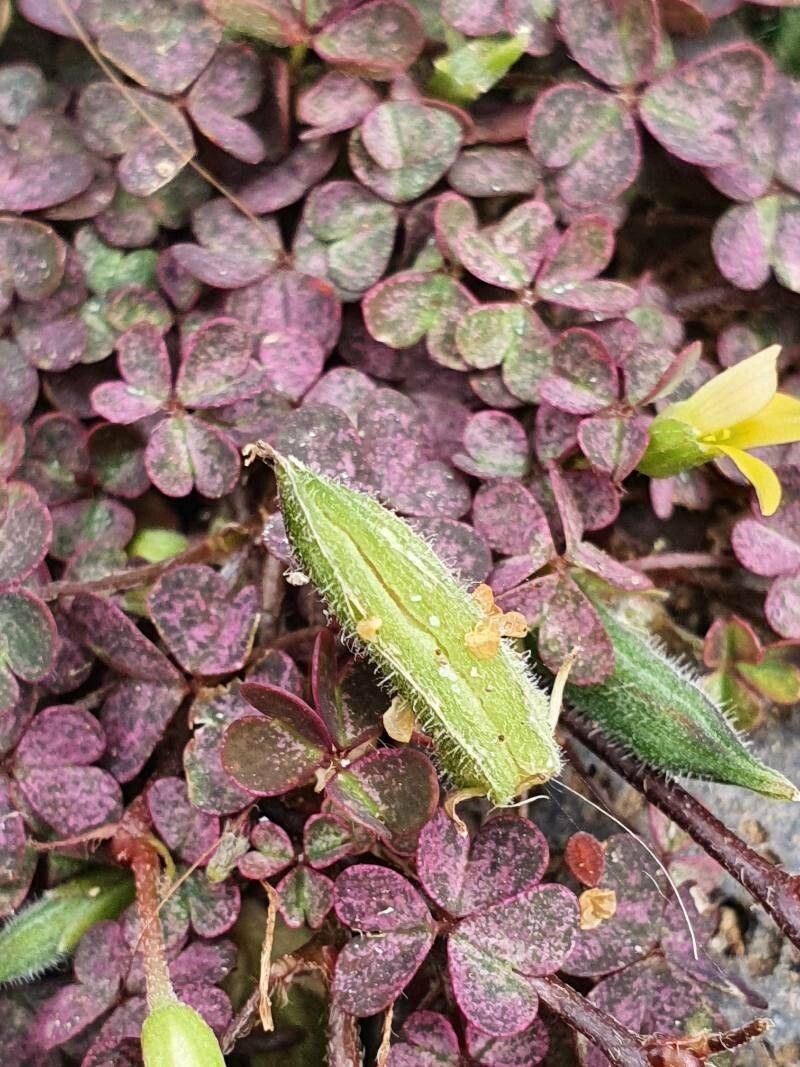 Oxalis purpurea fruit