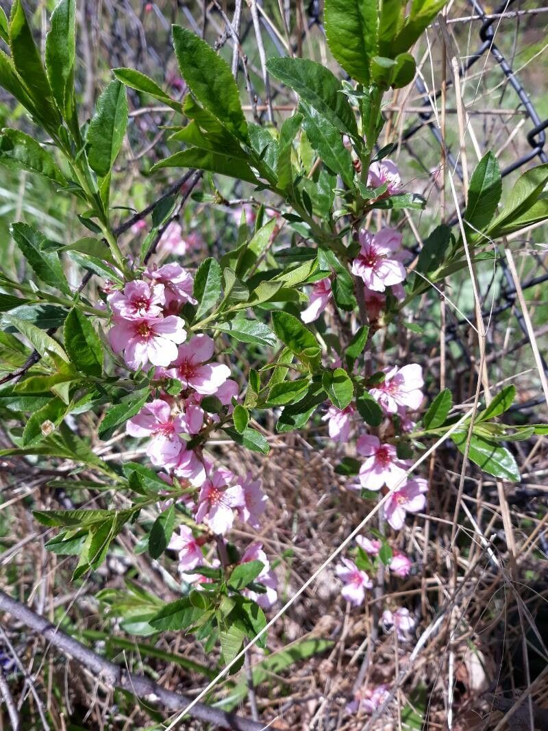 Prunus tenella