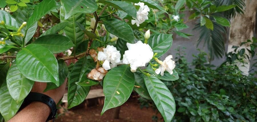 Tabernaemontana alternifolia