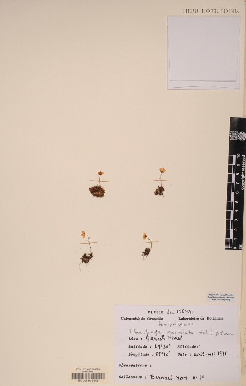 Saxifraga aristulata other