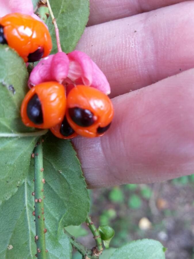 Gentiana asclepiadea fruit