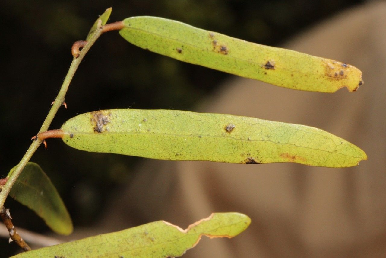 Capparis parvifolia fruit