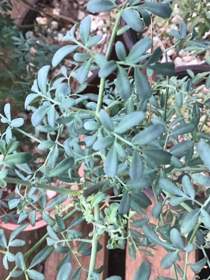 Ruta chalepensis leaf