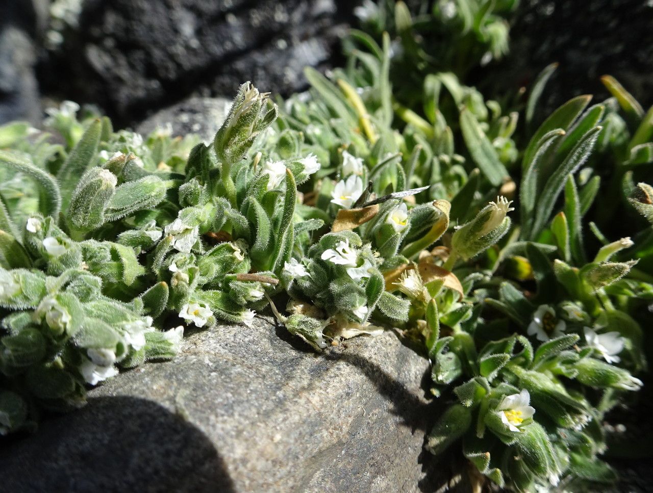 Cerastium peruvianum habit