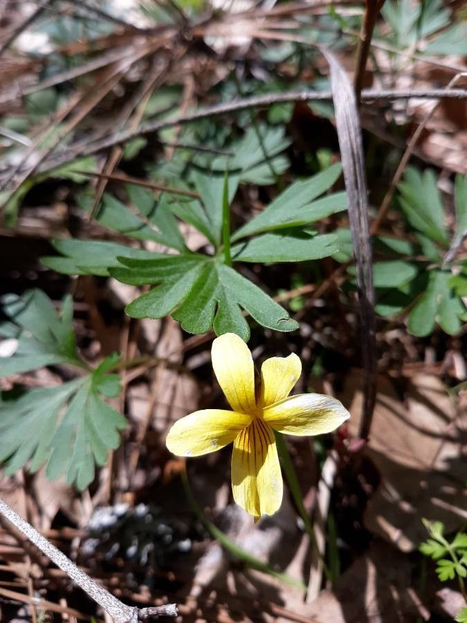 Viola sheltonii flower