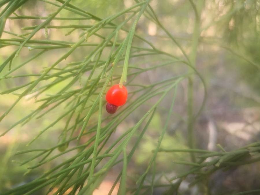 Exocarpos cupressiformis fruit