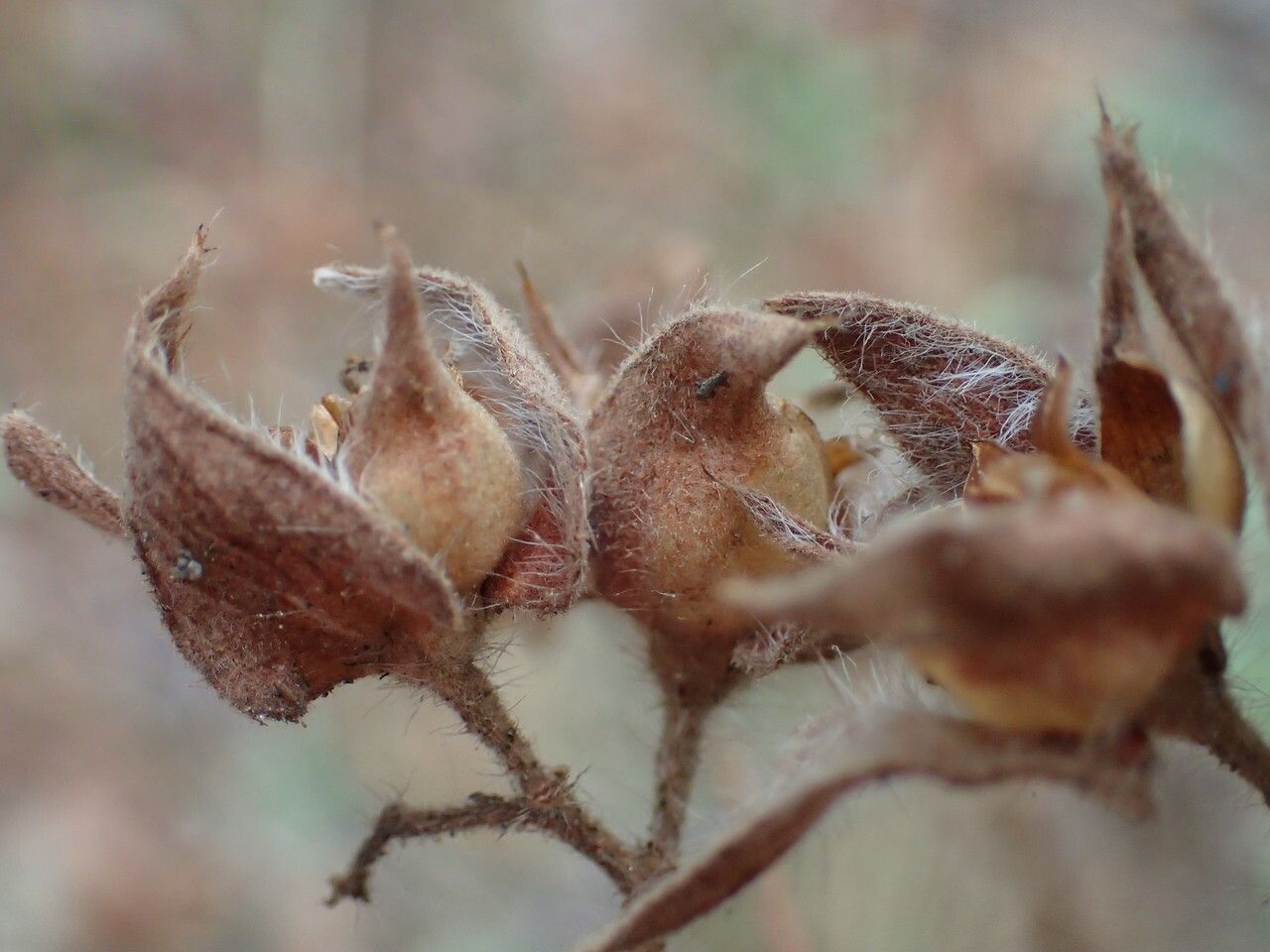Cistus pouzolzii fruit