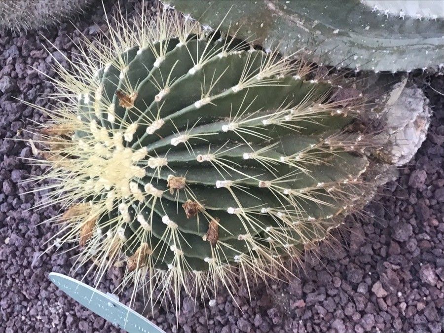 Ferocactus viridescens