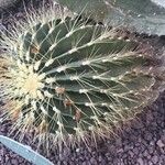 Ferocactus viridescens