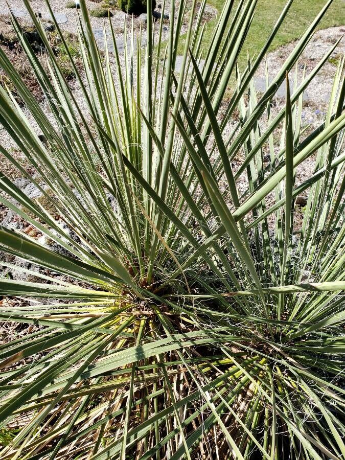 Yucca angustissima leaf