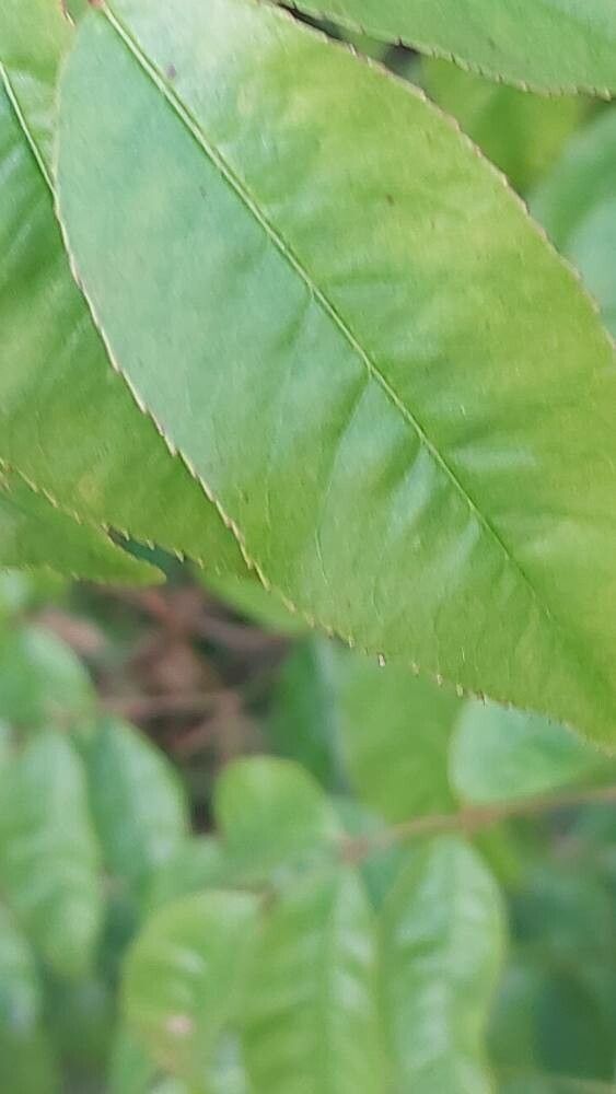Rosa clinophylla leaf