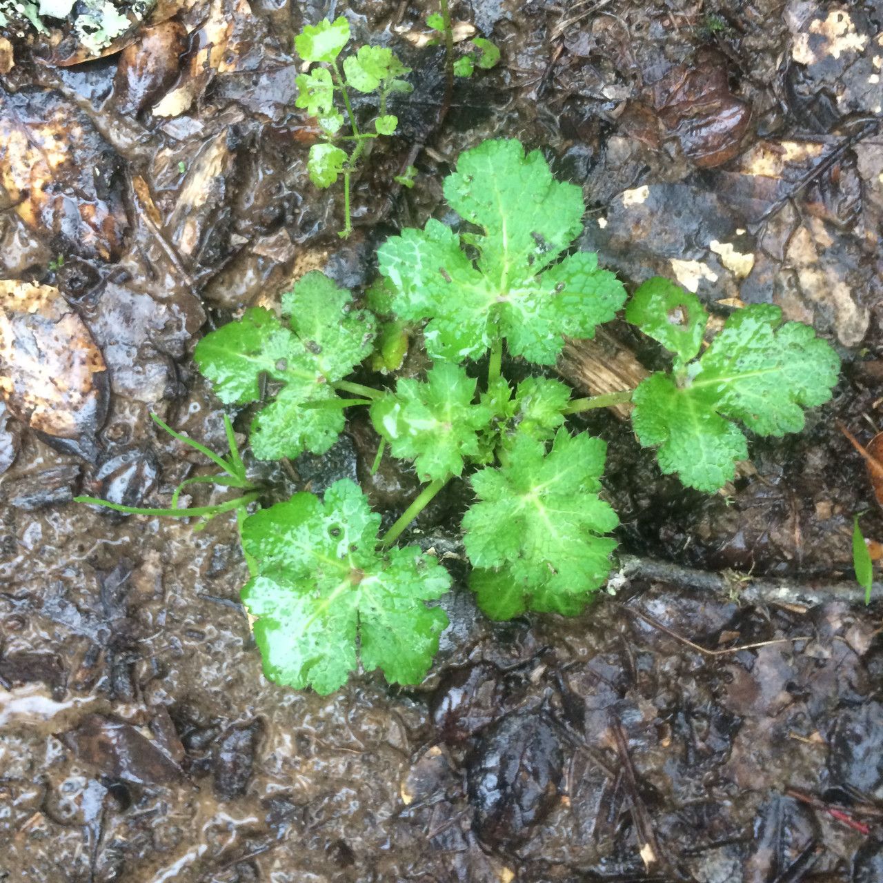Sanicula crassicaulis habit