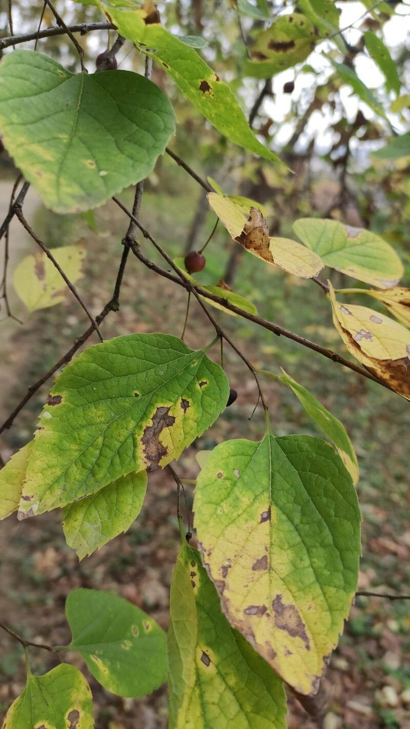 Celtis jessoensis — search result for 'Celtis'