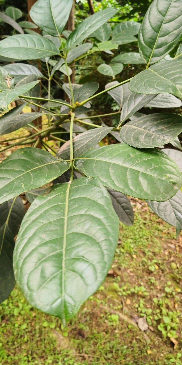 Bischofia javanica leaf