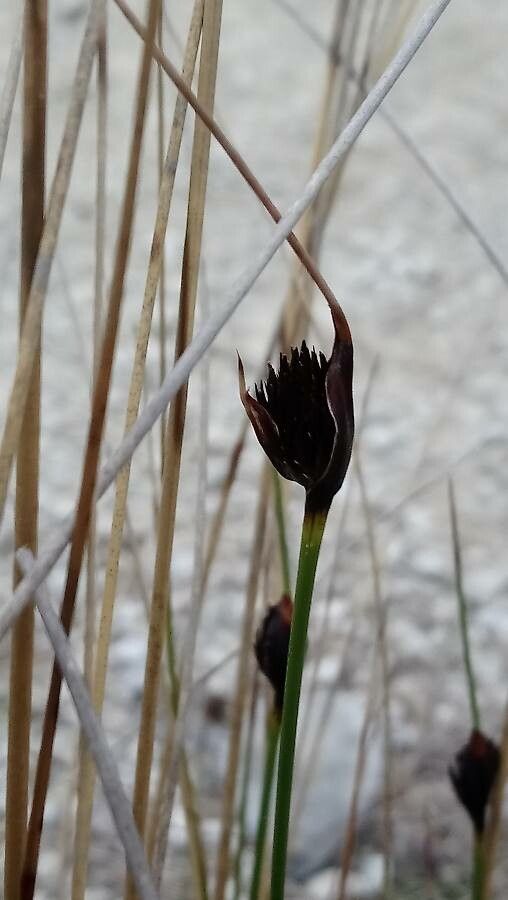 Schoenus nigricans flower