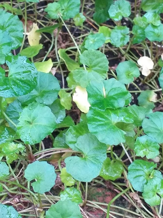 Viola hederacea — search result for 'Violaceae'