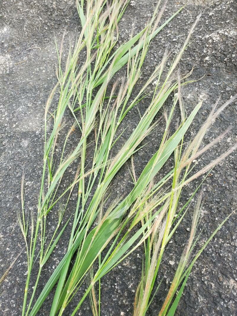 Cenchrus unisetus — houseplant care guide