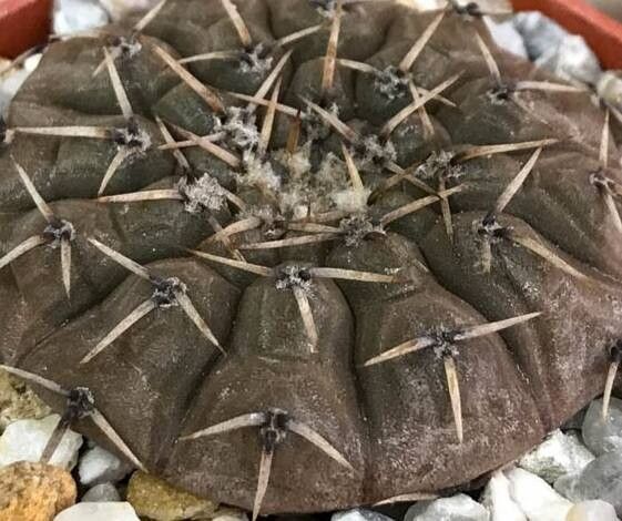 Gymnocalycium basiatrum habit