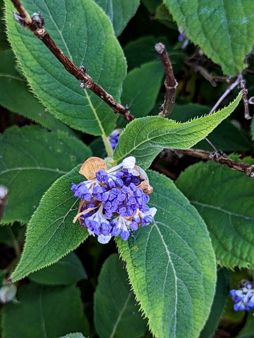 Hydrangea involucrata flower
