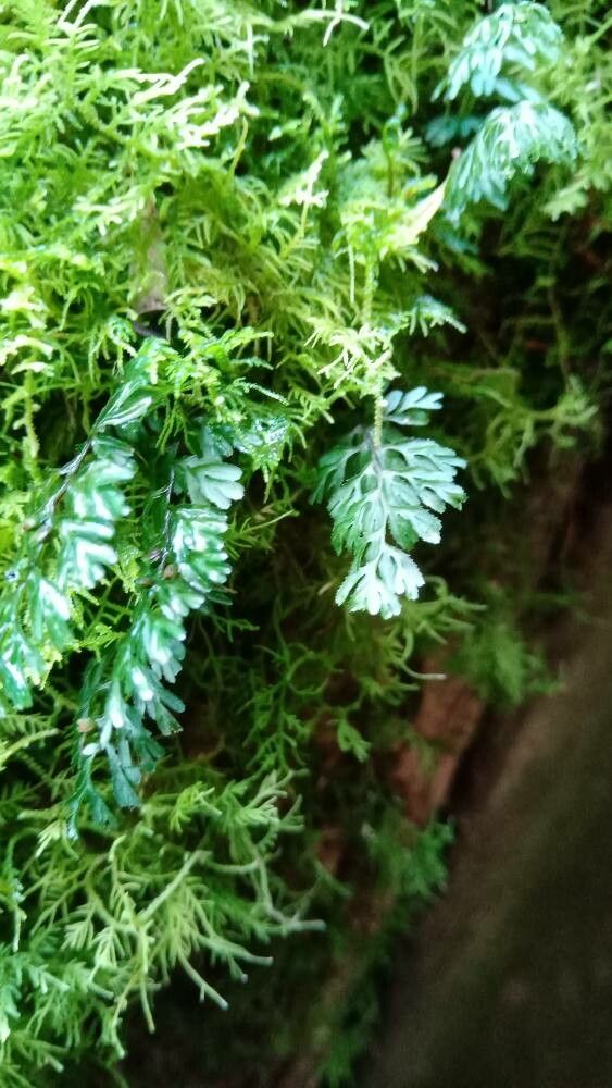 Hymenophyllum cupressiforme — houseplant care guide