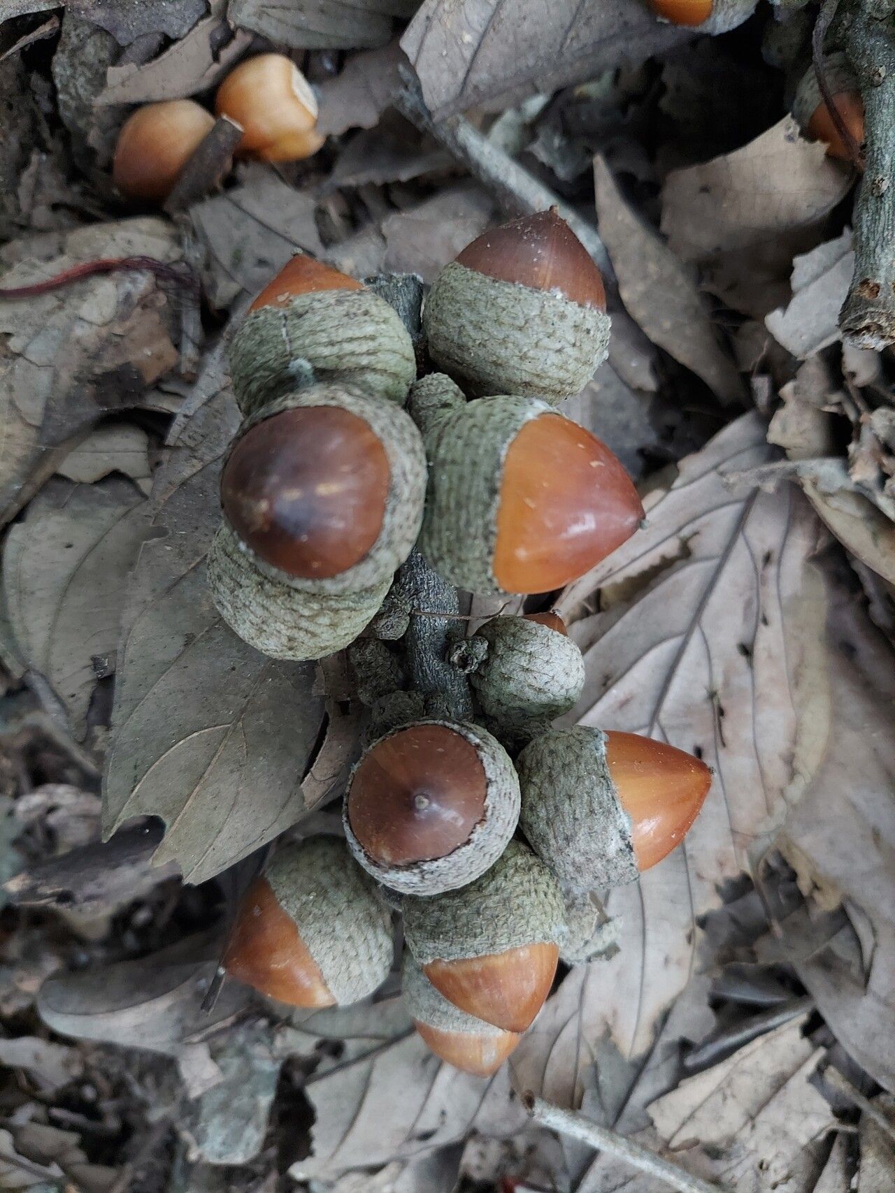 Lithocarpus fenestratus — search result for 'Lithocarpus'