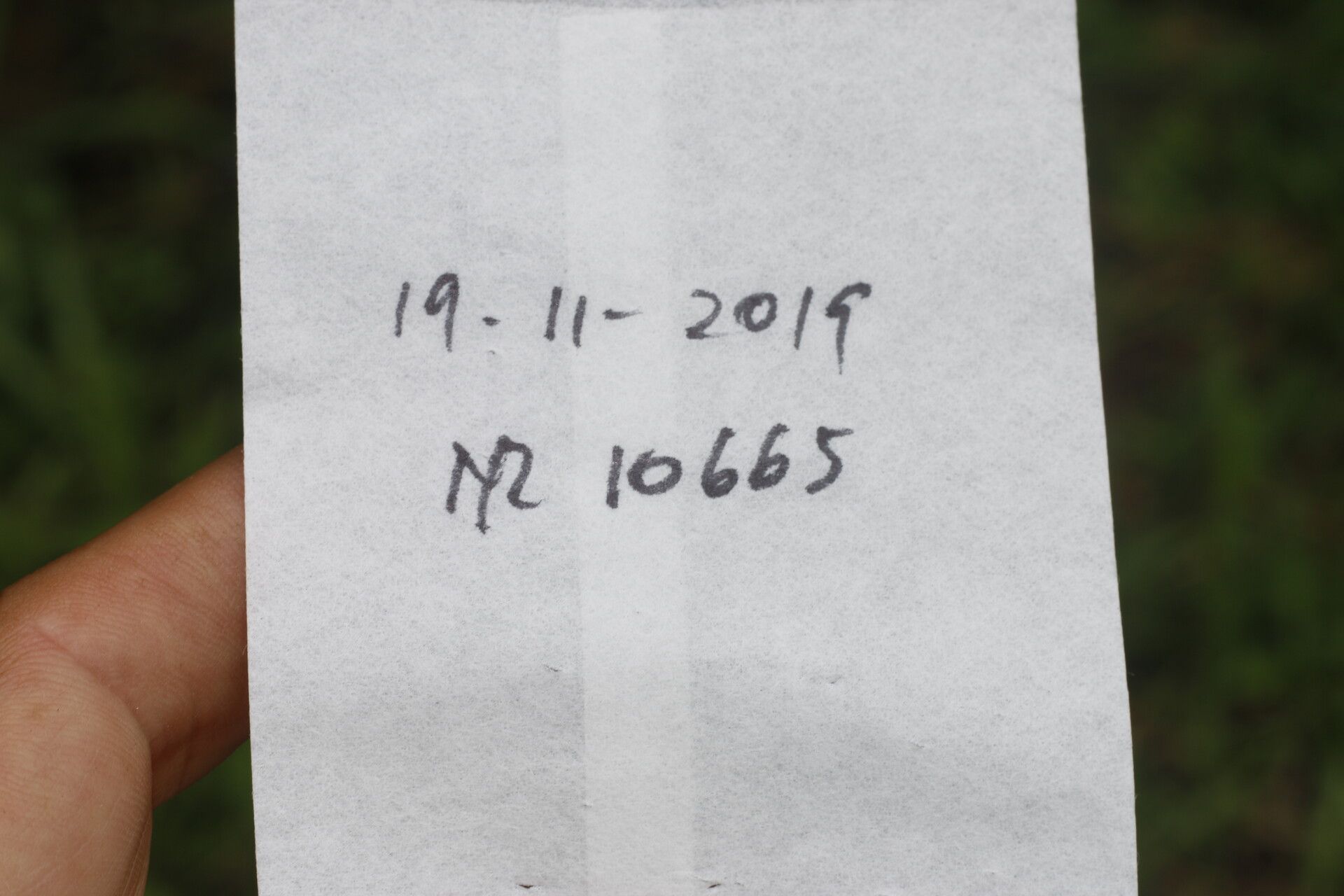 Cordia diversifolia other