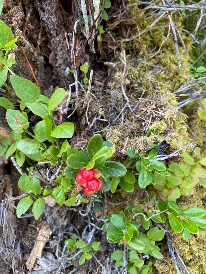 Vaccinium vitis-idaea leaf