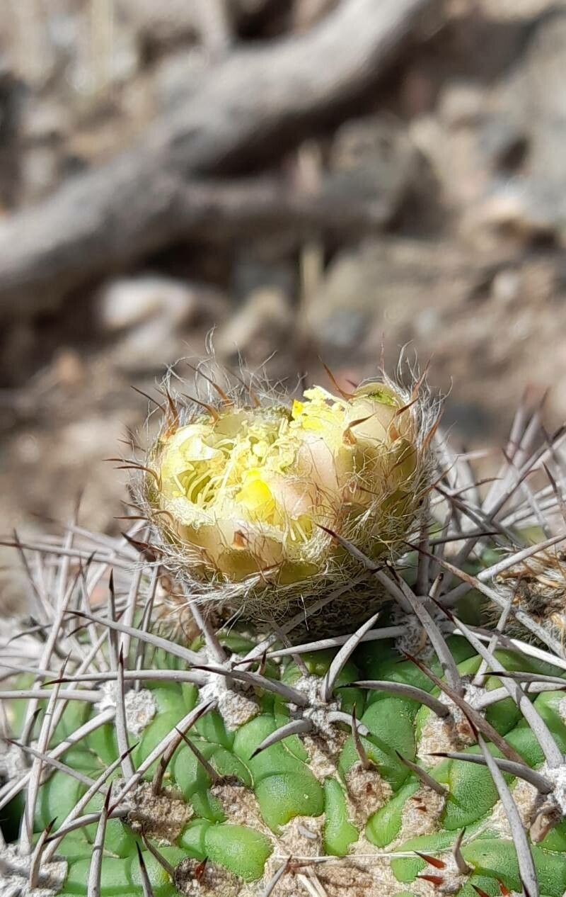 Echinopsis thionantha flower