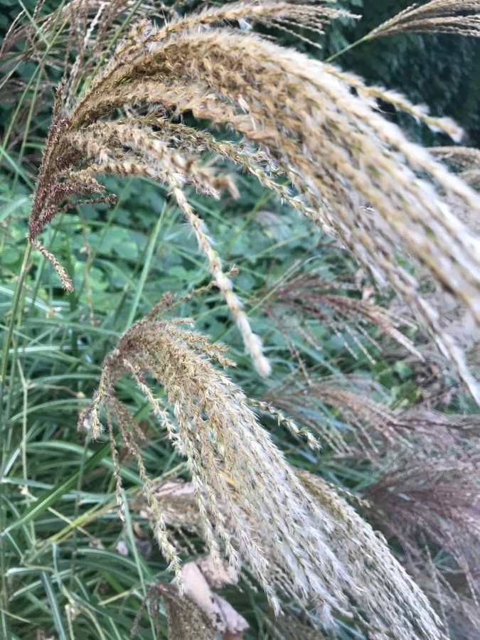 Chloris verticillata flower