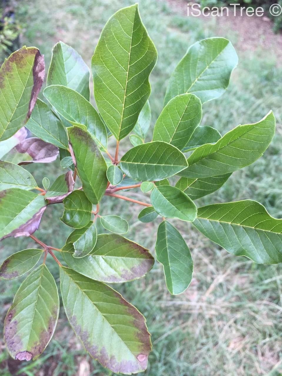 Vitex harveyana — search result for 'Vitex'