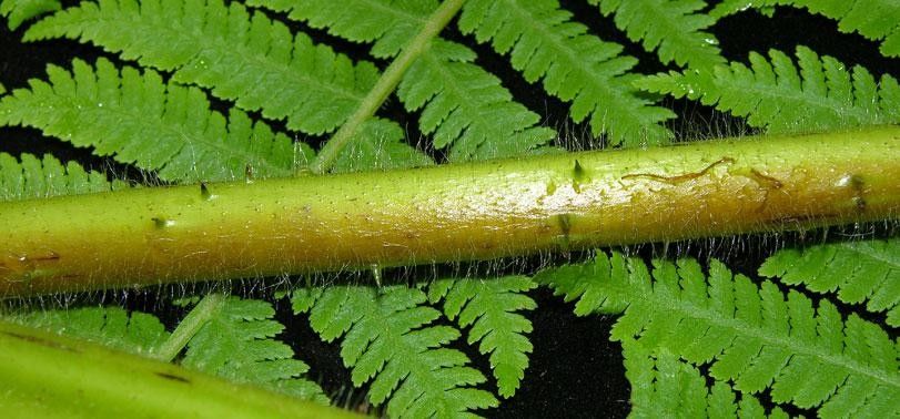 Cyathea bicrenata bark