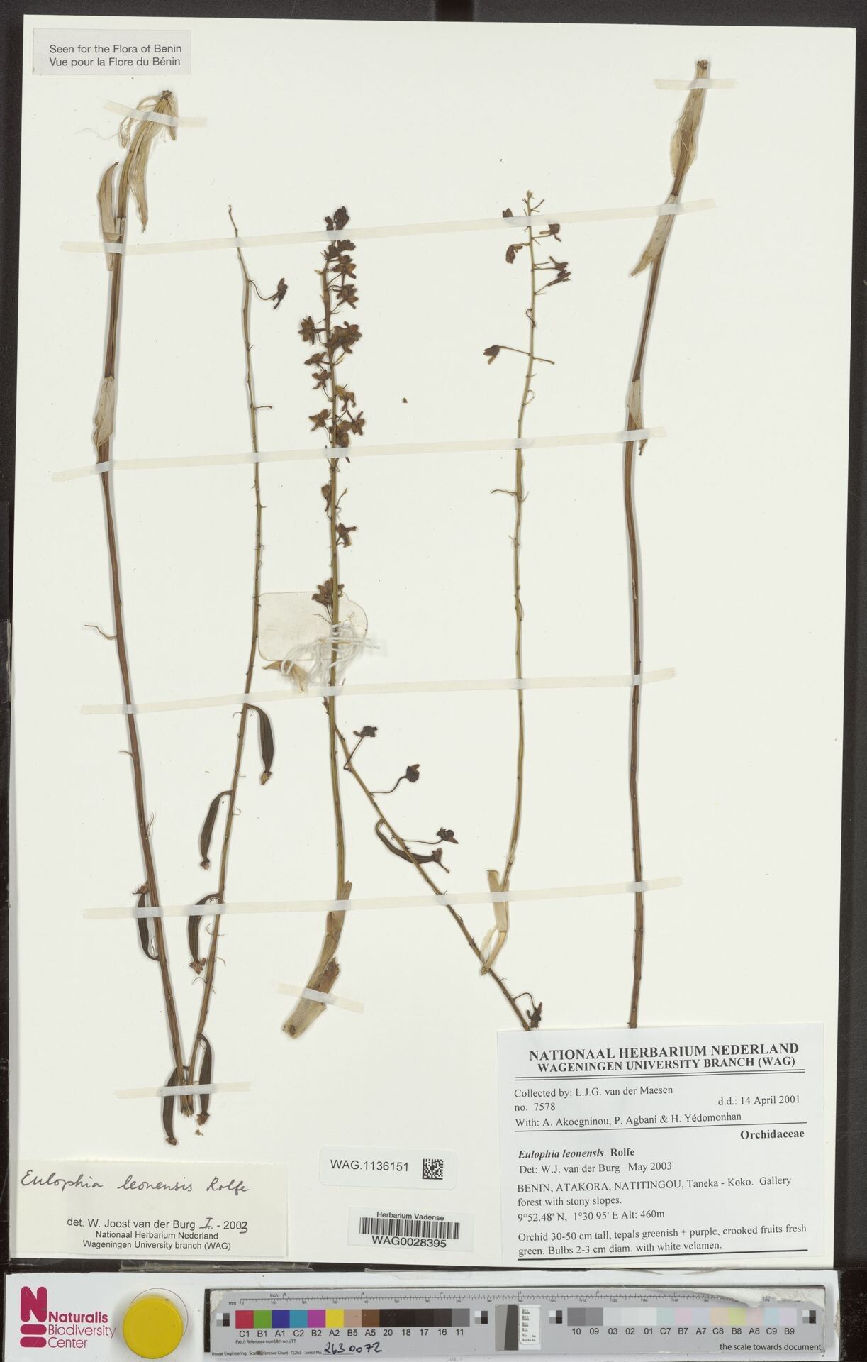 Eulophia leonensis — houseplant care guide