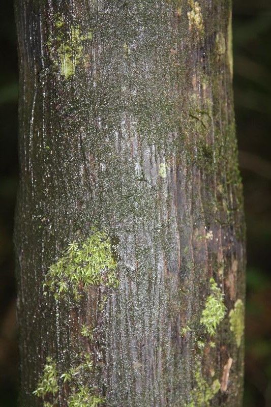 Aspidosperma cruentum bark