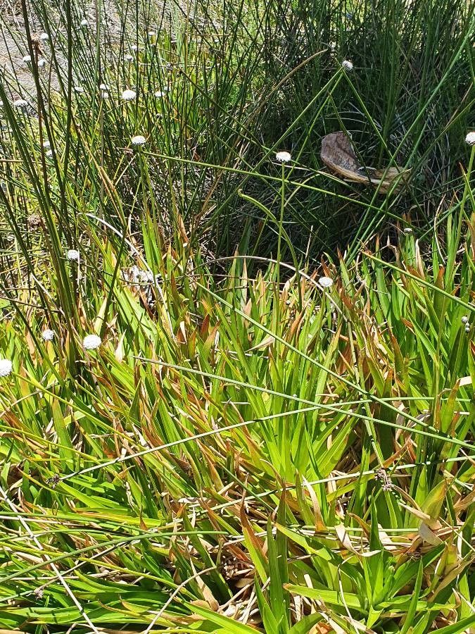 Eriocaulon volkensii habit