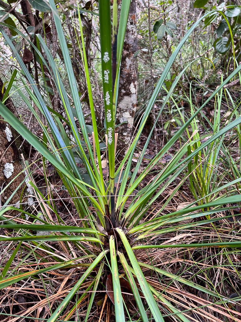 Gahnia novocaledonensis — related species from the same genus