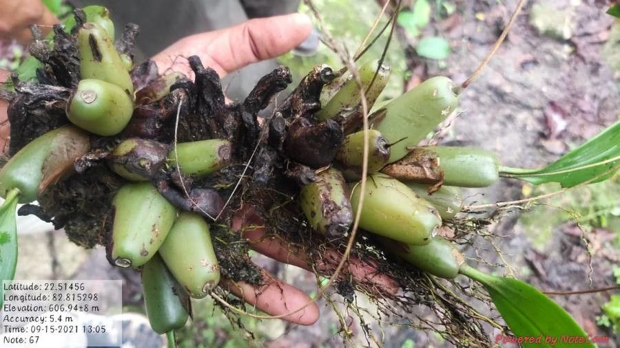 Pholidota pallida — related species from the same genus