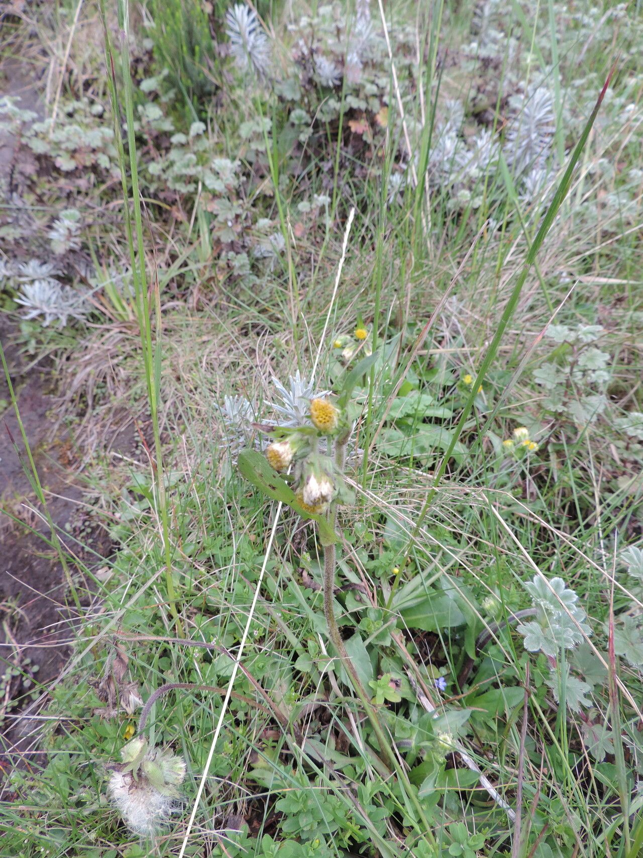 Eschenbachia subscaposa habit