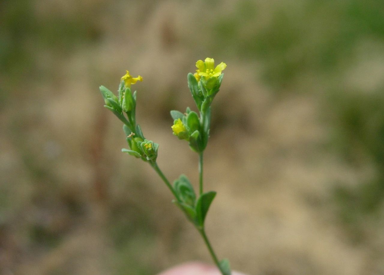 Linum digynum — search result for 'Linum'